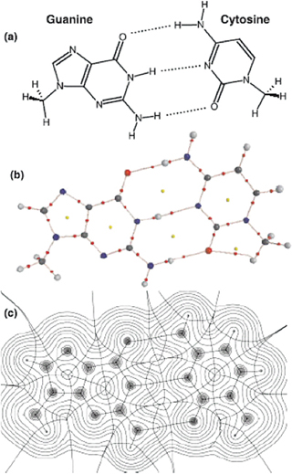 [Representations of guanine-cytosine pair]