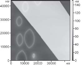 [AFM topograph]