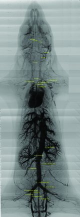 [Mouse angiogram]