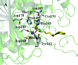 [HDAC-like enzyme]