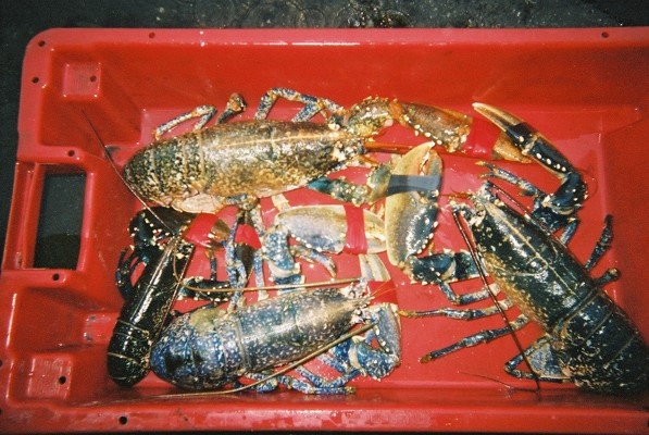 [Caught lobsters]