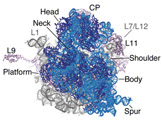 [E.coli 70s ribosome]