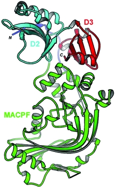 [MACPF protein]