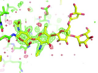 [Glycosylations]