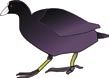 [a coot]