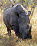 [Rhino]