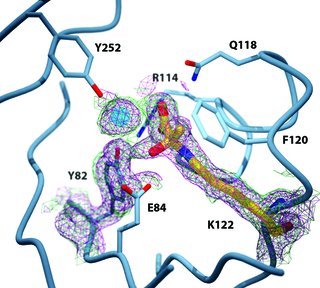 [Two enzymes]