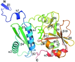 [Pyridoxal 5'-phosphate]