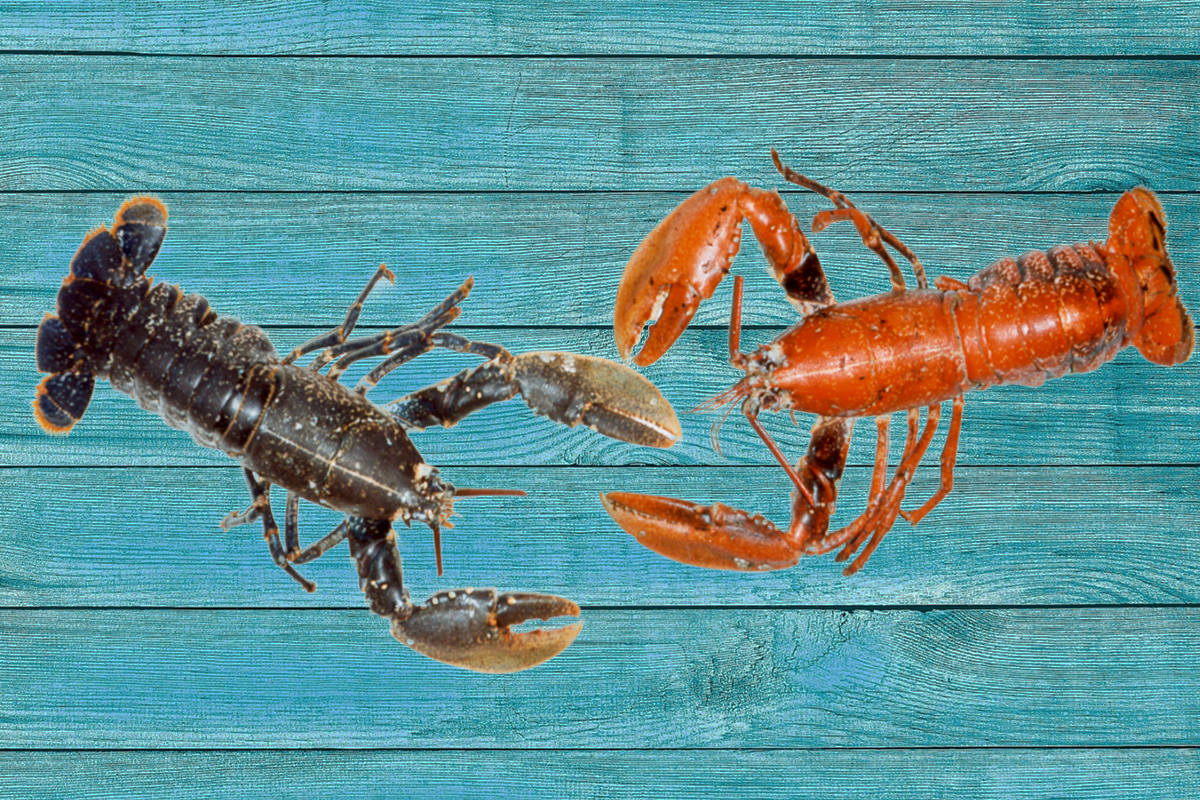[Lobsters]