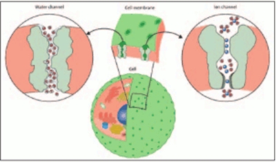 [Dividing cell wall]