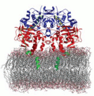 [Monoamine oxidase]