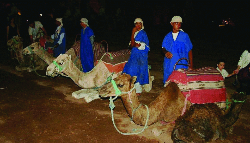 [Camels]