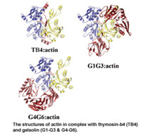 [Polymerization proteins]