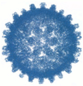 [hepatitis B capsid]