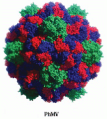 [Physallis mottle virus]