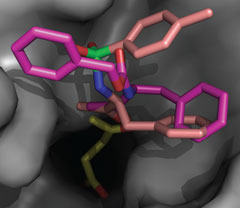 [Caspase-3]