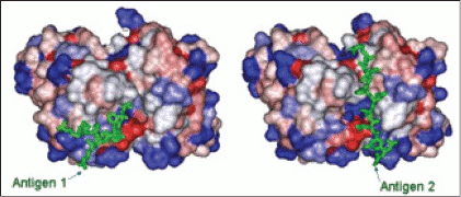 [Antibody antigens]