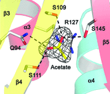 [Electron density map for acetate]