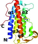 [Ribbon diagram for DinB monomer]