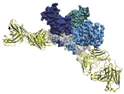 [Ebola virus glycoprotein]