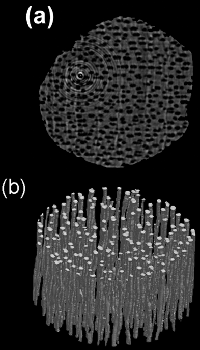 [Cross section of a wood stick]