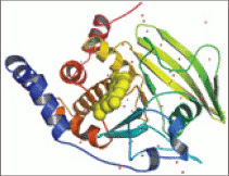 [Tyrosine complex]