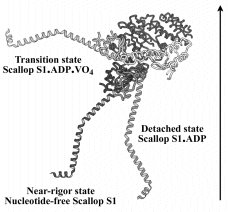 [scallop myosin subfragment 1]