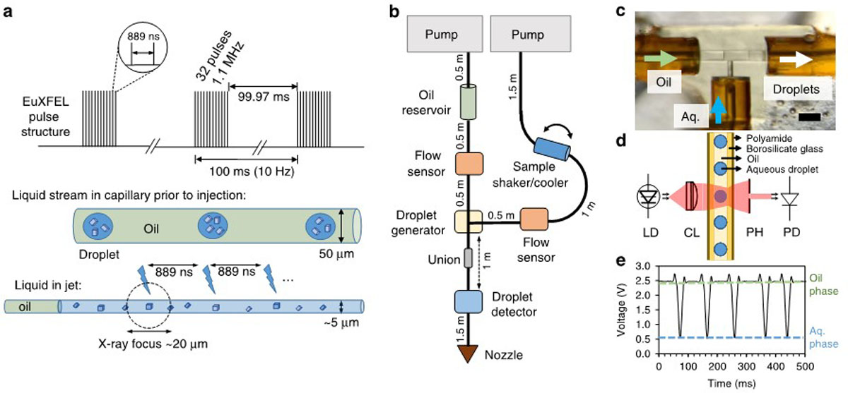 [Fig5]