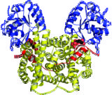 [Phosphogluconate complex]