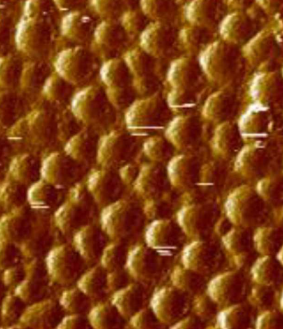 phase contrast images