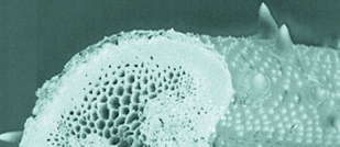 event id 90343 image ID 90344