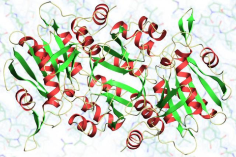 A dimer of the thermostable L-asparaginase from Thermococcus kodakarensis (RCSB extended ID: pdb_00005ot0; Guo et al., 2017).