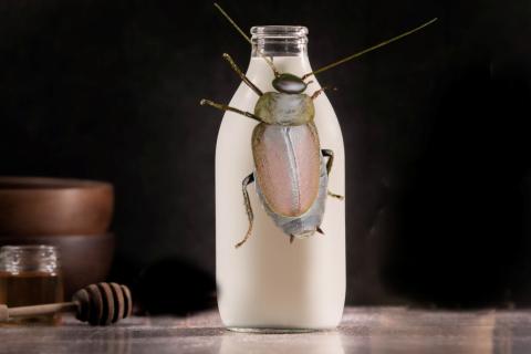 cockraoch attacking milk bottle
