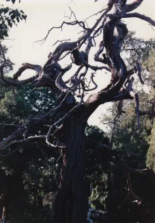 1993: IUCr Congress and General Assembly: Excursions
