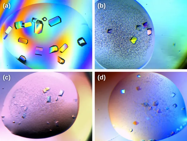 protein crystals